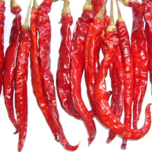 New Crop Good Quality Dried Hot Red Chilli